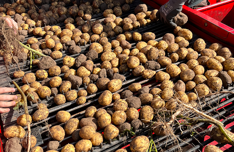 Kartoffelroden bei der Ernte