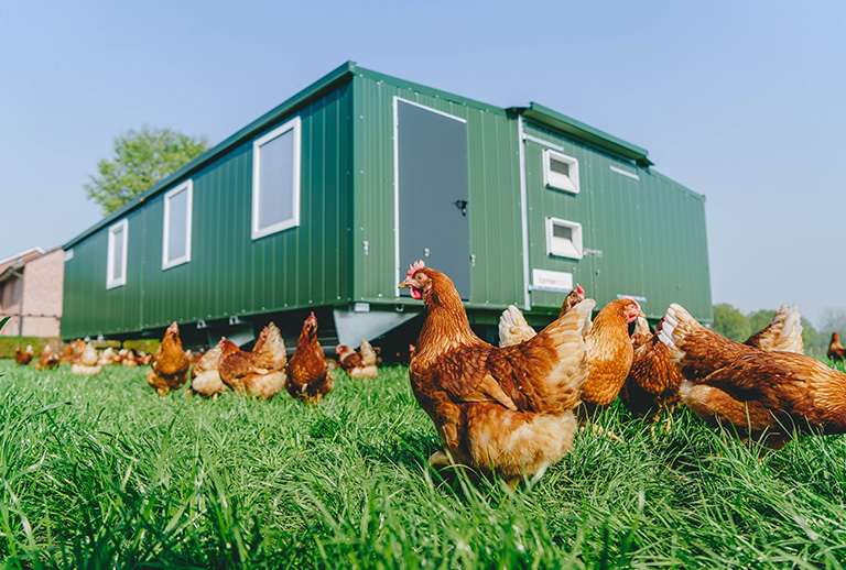 5 mobile Hühnerställe gibt es auf dem Hof Eggenhaus