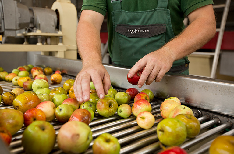 Mit viel Sorgfalt und Genauigkeit werden die Äpfelbei van Nahmen auf einem Förderband von Hand kontrolliert.