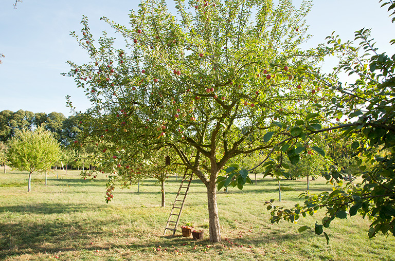 Ein hochstämmiger Apfelbaum auf einer Streuobstwiese im Münsterland.