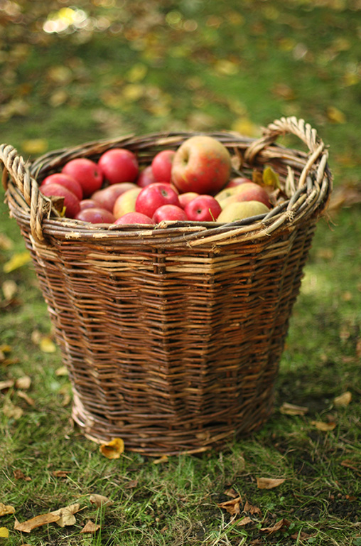 Ein Korb voller Äpfel aus heimischen Streuobstwiesen.